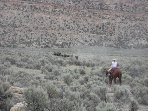 Lauren pushing cows