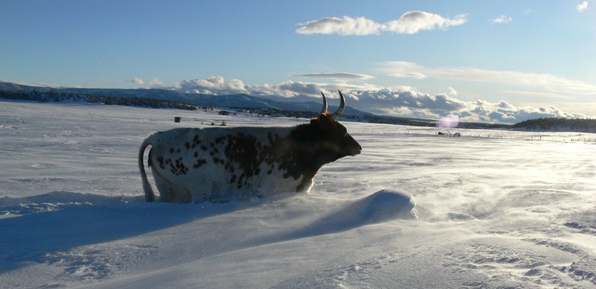 Redhead in the Snow