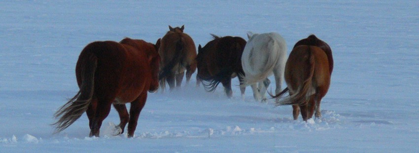 Horses in the snow